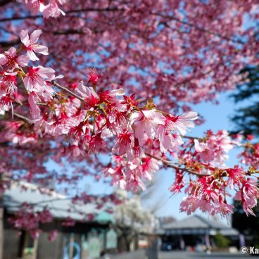 Tokyo, Kawazu early cherry blossoms in February - March
