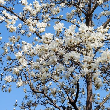 Shinjuku Gyoen (Tokyo), Flowering magnolia in March