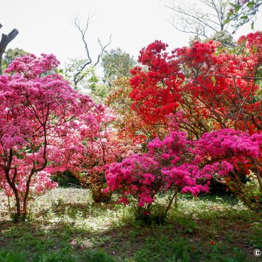 Meiji Jingu Gyoen (Tokyo), Azaleas blooming in April