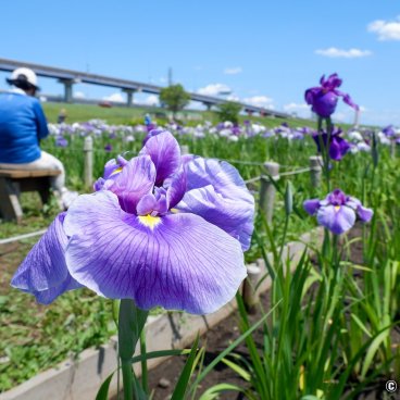 Banks of Arakawa Dote (Tokyo), Iris in bloom from the end of May to early June