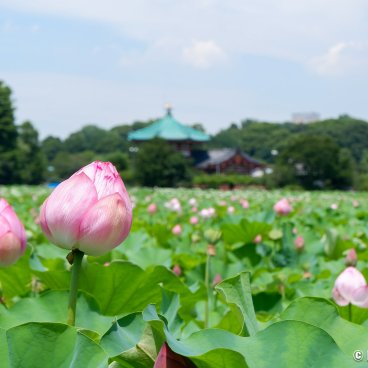 Ueno PArk (Tokyo), Lotus flowers on Shinobazu pond in summer