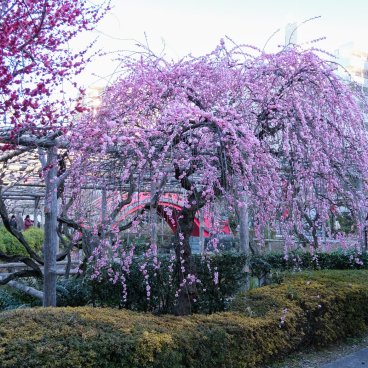 Kameido Tenjin (Tokyo), Plum blossoms during Ume Matsuri in February