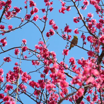 Kokyo Gaien National Garden (Tokyo), Plum blossoms and a warbling white-eye (zosterops Mejiro) in February