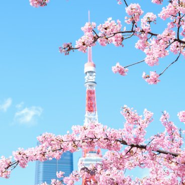Shiba Park (Tokyo), Kawazu cherry blossoms with a view on the Tokyo Tower and Toranomon Hills