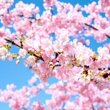 Shiba Park (Tokyo), Kawazu early cherry blossoms with Tokyo Tower in the background in February - March 2