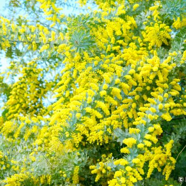 Yoyogi Park (Tokyo), Flowering mimosa in February - March