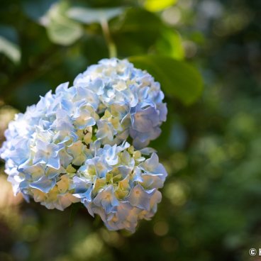 Minami Ajisai Yama (Akiruno, West of Tokyo), Hydrangea in bloom in June