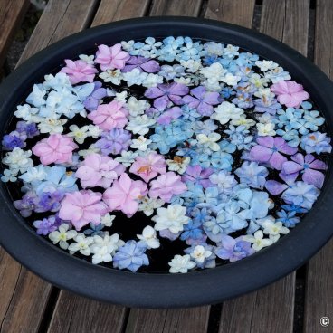 Wonderful Nature Village Ajisai (Akiruno, West of Tokyo), Basin with hydrangea flowers in June