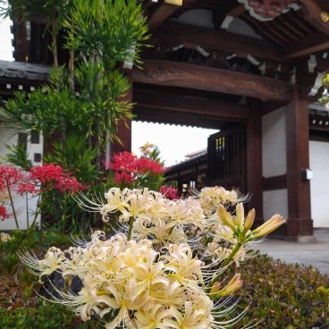 Daisen-ji (Yanaka, Tokyo), White and red Higanbana spider lilies blooming in September