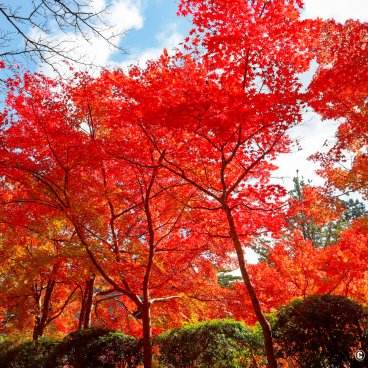 Mount Koya (Wakayama), Red koyo maple trees in early November
