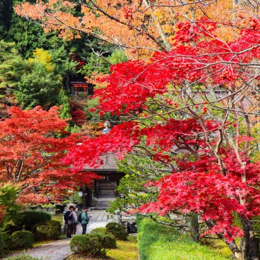 Mount Koya (Wakayama), Red koyo maple trees in early November 2