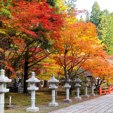 Mount Koya (Wakayama), Red koyo maple trees in early November 3