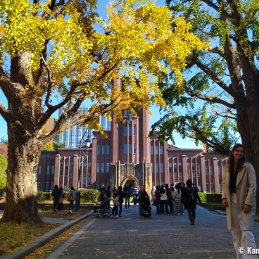 Todai (Tokyo University), Yasuda Auditorium and golden foliage of the ginkgo trees in mid-November - early December