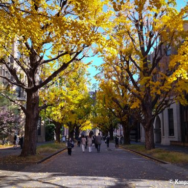 Todai (Tokyo University), Golden foliage of the ginkgo trees in mid-November - early December