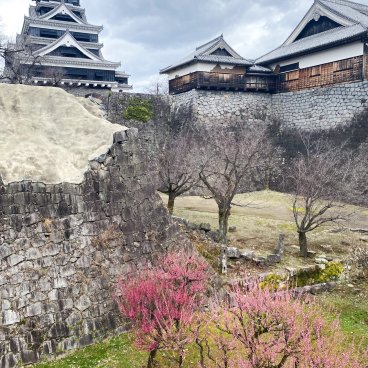 Kumamoto Castle, View on the keep and blooming plum trees from the new elevated walkway
