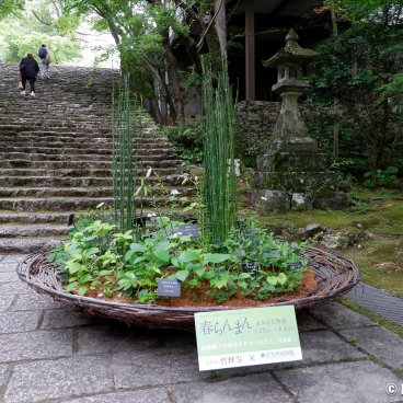 Chikurinji Kochi 09