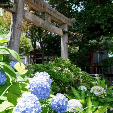 Hakusan-jinja (Tokyo), Torii gate and blue hydrangea flowers