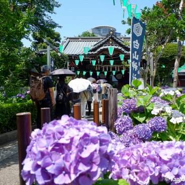 Hakusan-jinja (Tokyo), The shrine's grounds during Bunkyo Ajisai Matsuri in June