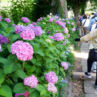 Hakusan-jinja (Tokyo), Hydrangea flowers in the shrine's grounds in June