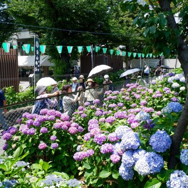 Hakusan-jinja (Tokyo), View on the hydrangea flowers at the foot of Fujizuka hill