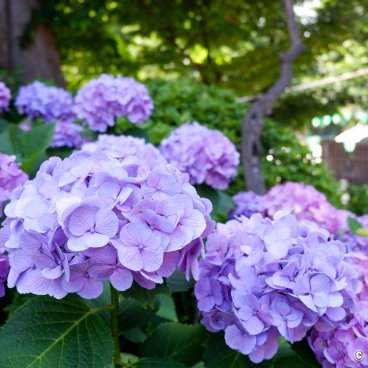 Hakusan-jinja (Tokyo), Purple hydrangea flowers