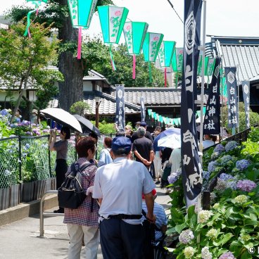 Hakusan-jinja (Tokyo), The shrine's grounds during Bunkyo Ajisai Matsuri in June 2