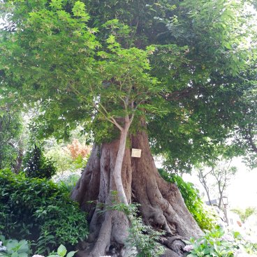 Hakusan-jinja (Tokyo), Sacred tree and hydrangea in bloom