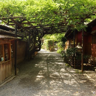 Nagaokakyo (Kyoto), Wisterias at Nagaoka Tenmangu shrine
