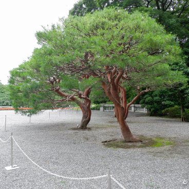 Akasaka Palace (Tokyo), Japanese pine trees in the palace's courtyard