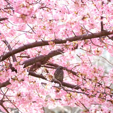 Shiba Park (Tokyo), Bird hiding in the early Kawazu cherry blossoms