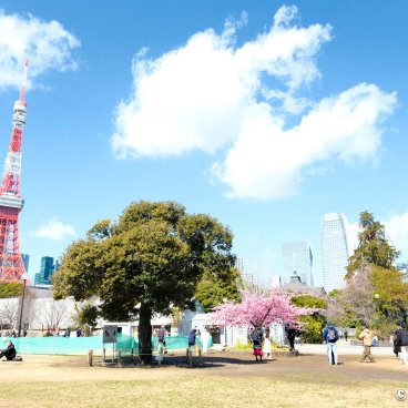 Shiba Park (Tokyo), Panoramic view on the lawns with a view on the Tokyo Tower and Zojo-ji temple