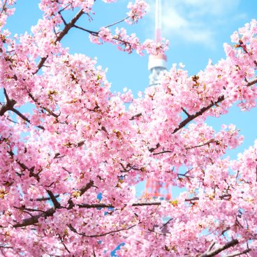 Shiba Park (Tokyo), Early kawazu cherry blossoms in early March