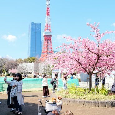 Shiba Park (Tokyo), Early kawazu cherry blossoms and photo spot