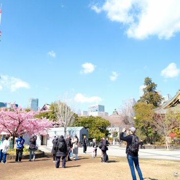 Shiba Park (Tokyo), Early kawazu cherry blossoms and photo spot 2