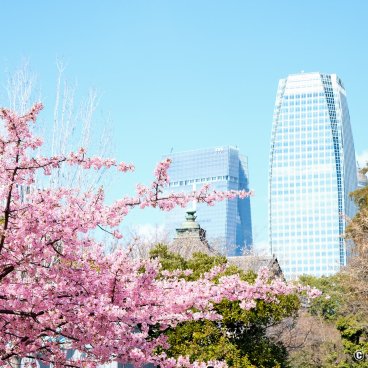 Shiba Park (Tokyo), Kawazu cherry blossoms, Zojo-ji temple's roofs and skyscrapers in the background
