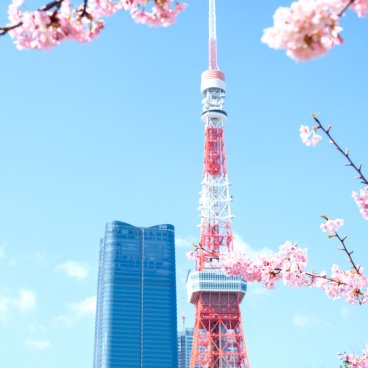 Shiba Park (Tokyo), Kawazu cherry blossoms with a view on the Tokyo Tower and Toranomon Hills 2