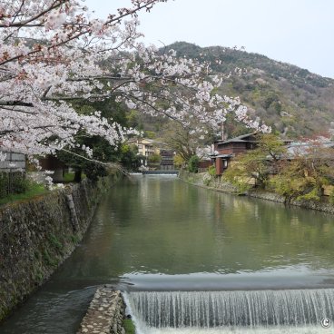 Arashiyama (Kyoto), View on the sakura blossoms on the Katsura river