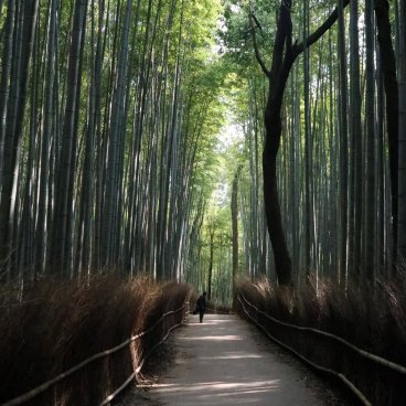 Arashiyama (Kyoto), Sagano bamboo grove