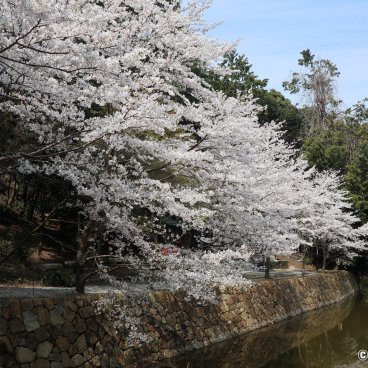 Arashiyama (Kyoto), View on the sakura blossoms on the Katsura river 2