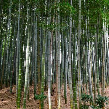 Arashiyama (Kyoto), Bamboo grove at Adashino Nenbutsu-ji temple