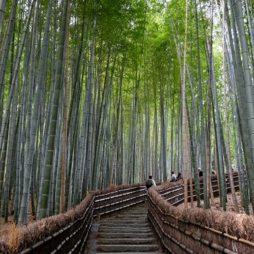 Arashiyama (Kyoto), Bamboo grove at Adashino Nenbutsu-ji temple 2