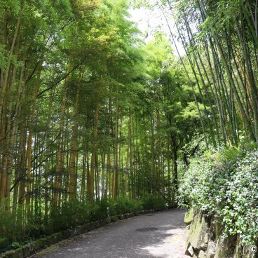 Take no Michi (Muko), Road in the bamboo grove