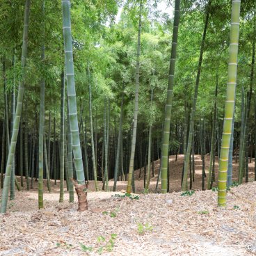 Take no Michi (Muko), View on the bamboo grove of Rakusai Bamboo Park
