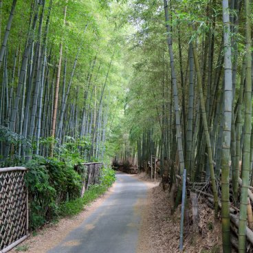 Take no Michi (Muko), Road crossing the bamboo grove and its fences 2