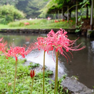 Koishikawa Botanical Garden (Tokyo), Red lycoris flowers by the water