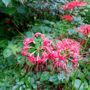 Koishikawa Botanical Garden (Tokyo), Detail of a red spider lily flower
