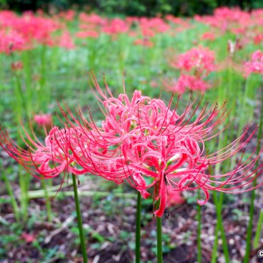 Koishikawa Botanical Garden (Tokyo), Higanbana flowers in September 2