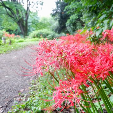 Koishikawa Botanical Garden (Tokyo), Lycoris Radiata flowers by the side of a walking path
