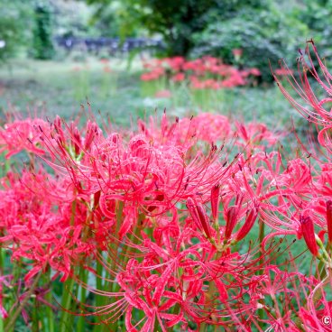 Koishikawa Botanical Garden (Tokyo), Higanbana flowers in September