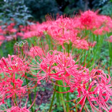 Koishikawa Botanical Garden (Tokyo), Higanbana flowers blooming during the fall equinoxe